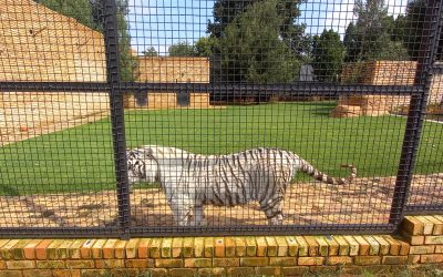 An Enchanting Day at the Benoni Monkey and Bird Park