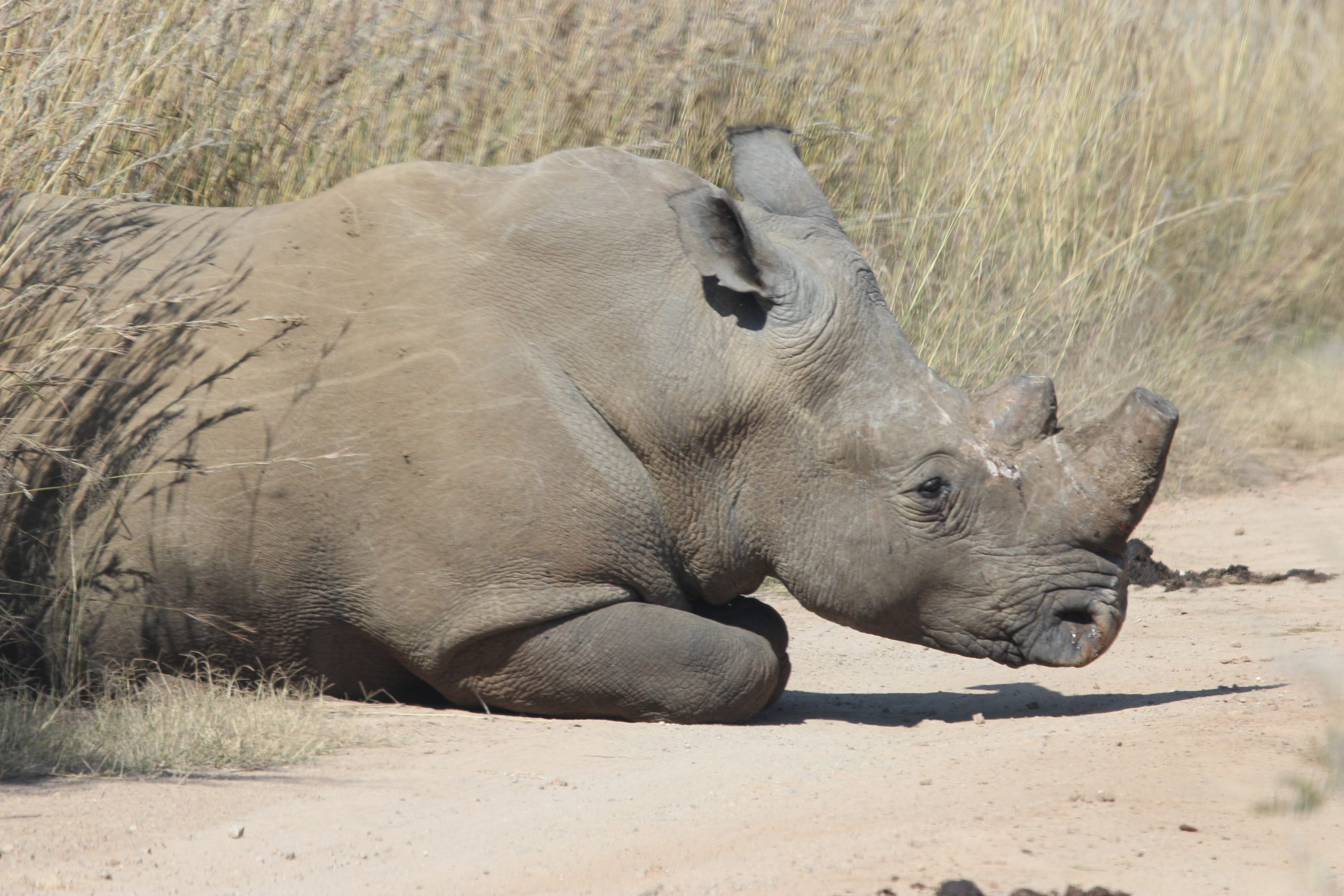Rhino Chilling on the side of the road.