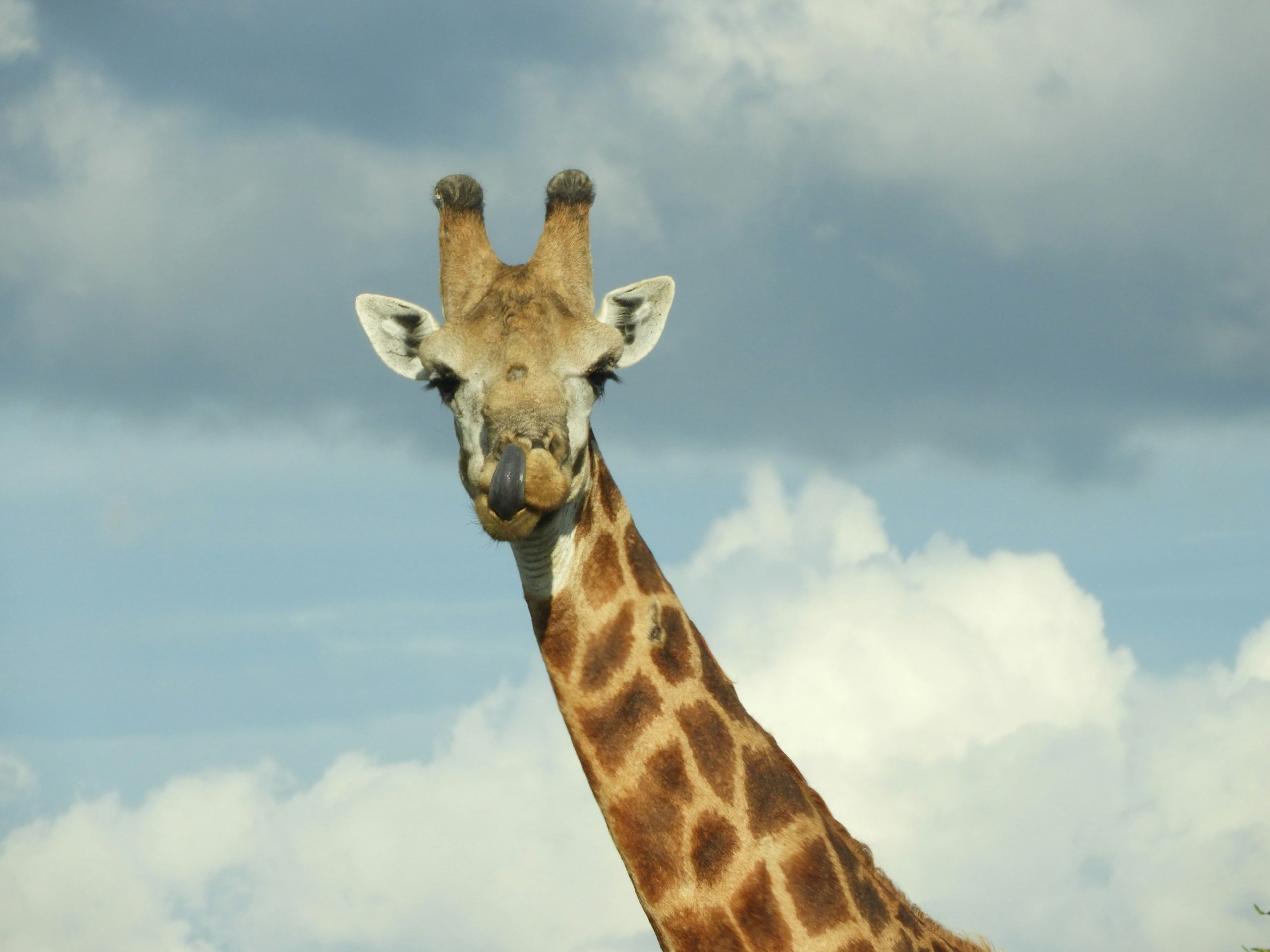 Giraffe Kruger Park Giraffe with Sky in the background. kruger park