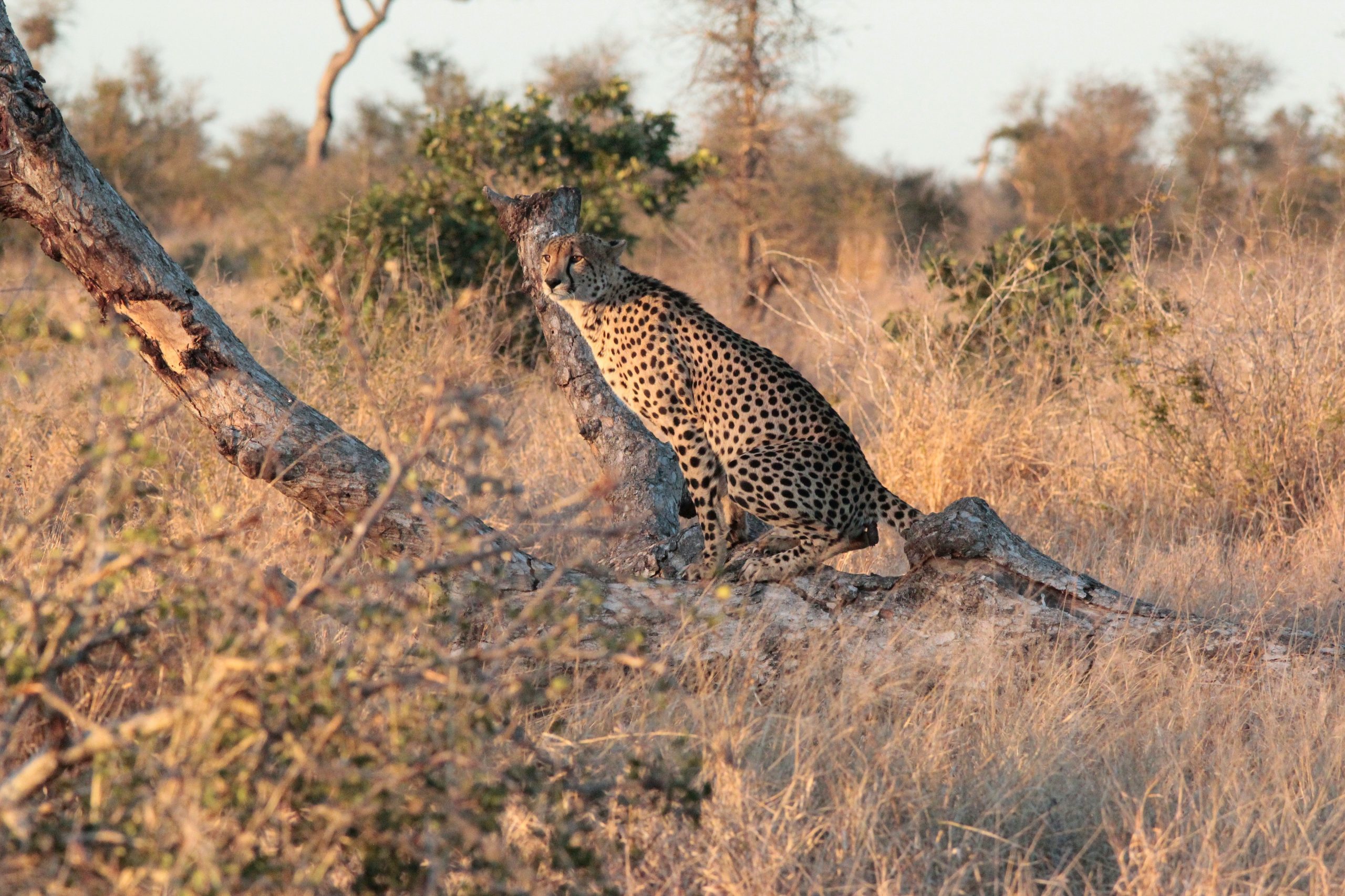 Cheetah Kruger Park Cheetah Sitting on tree stump in Kruger Park