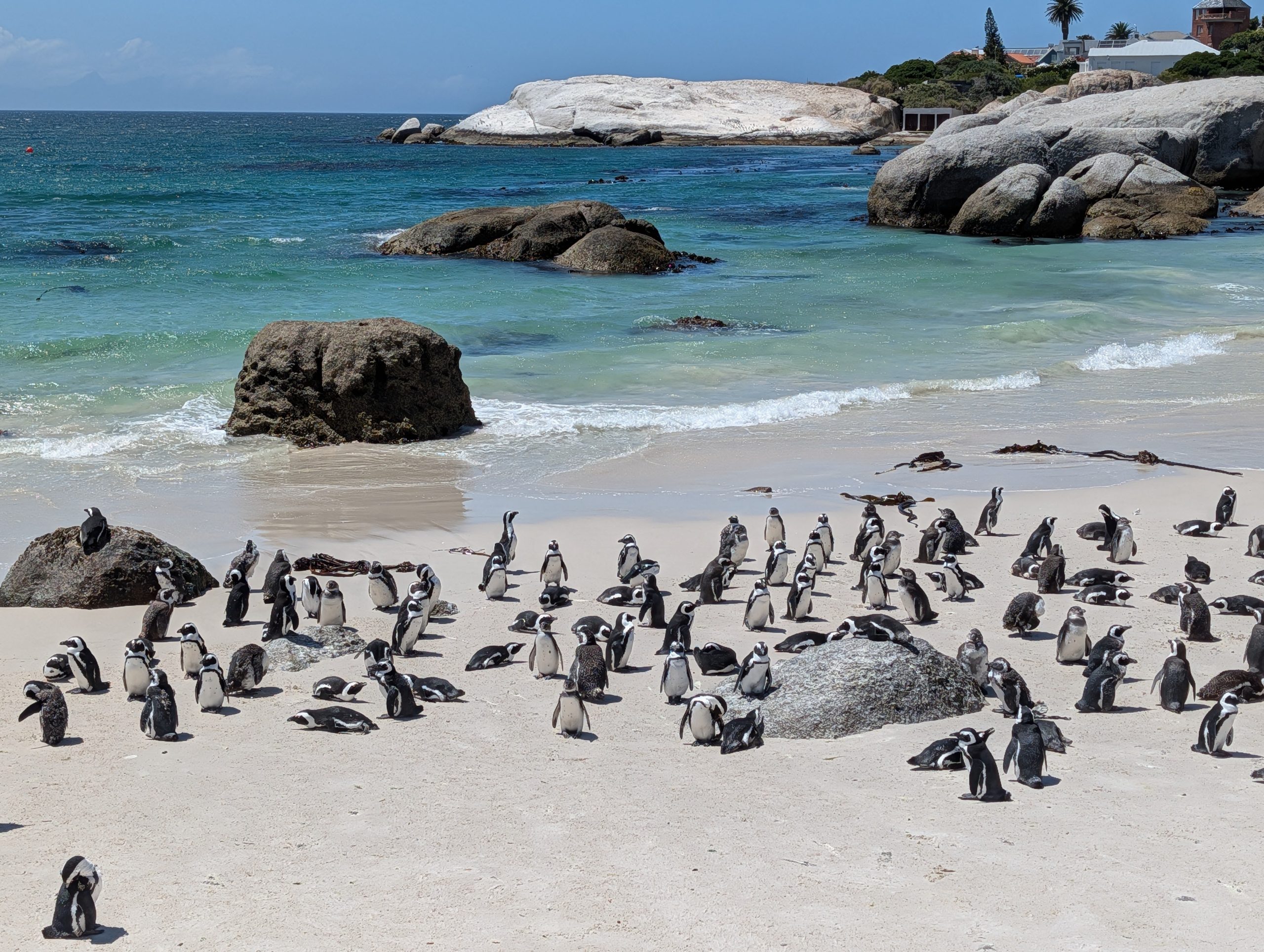 Penguins at the boulders beach in simonstown