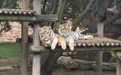 Johannesburg Zoo: A Joburg Classic That’s Showing Its Age